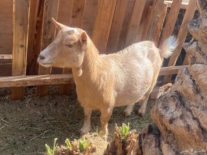 عنز قزمه منتجه وباذن الله مضرع 0