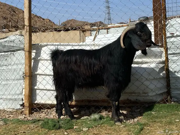 تيس قبرصي صنف اسود فحل فاخر 7