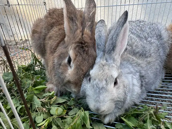 ارانب ذكور 2