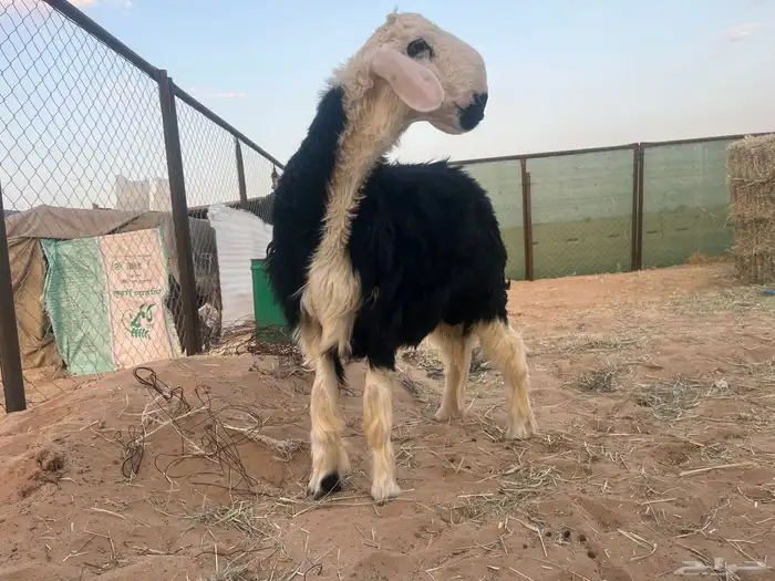 فحل مشروع نجدي 0