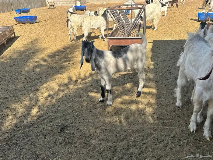 تيوس لبانيةموصلةلثلاجتك مقطع موزعة للبيع ومعزى بالخرج حياكم 0