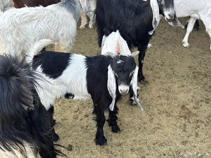 تيوس لبانيةموصلةلثلاجتك مقطع موزعة للبيع ومعزى بالخرج حياكم 7