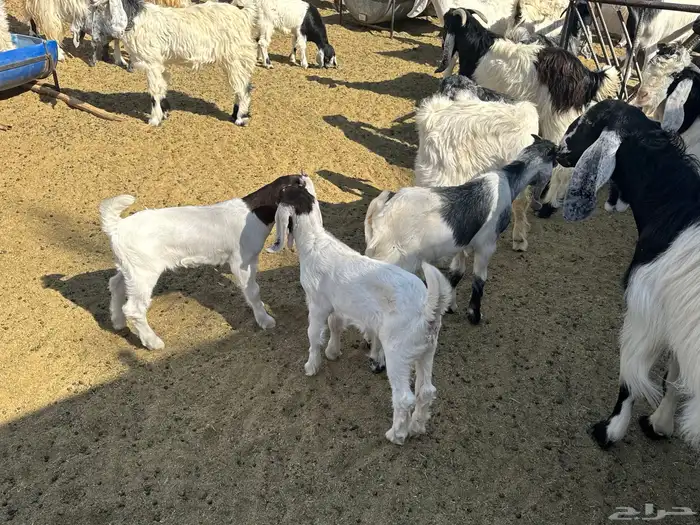 تيوس لبانيةموصلةلثلاجتك مقطع موزعة للبيع ومعزى بالخرج حياكم 5