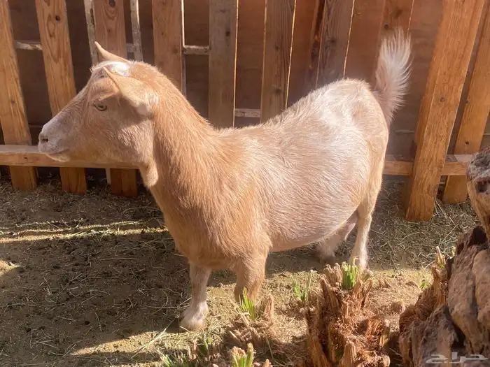 عنز قزمه منتجه وباذن الله مضرع 2