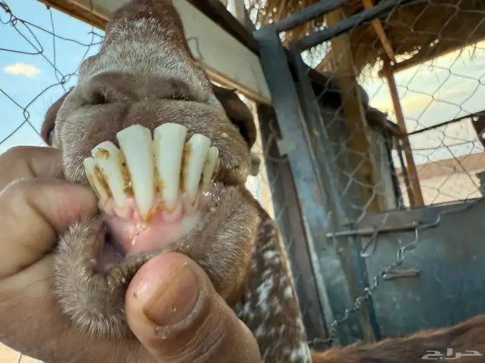 البيع عنز دافع في الخرج 8