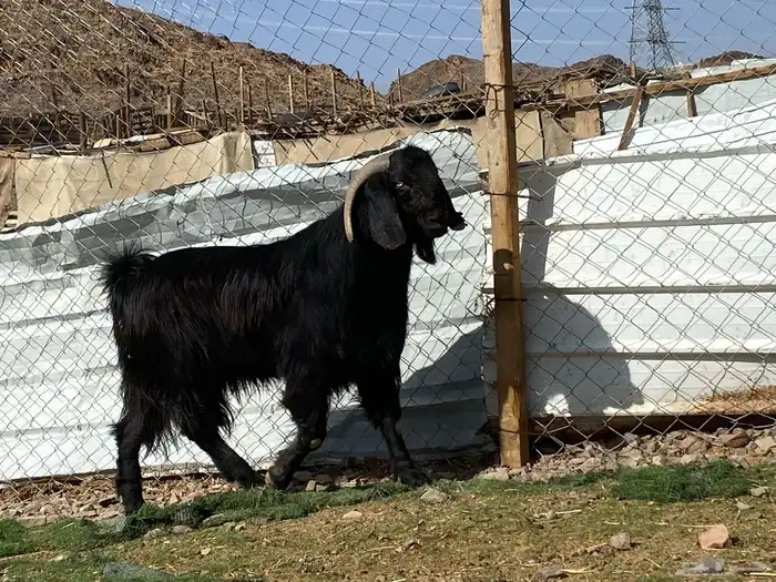 تيس قبرصي صنف اسود فحل فاخر 2