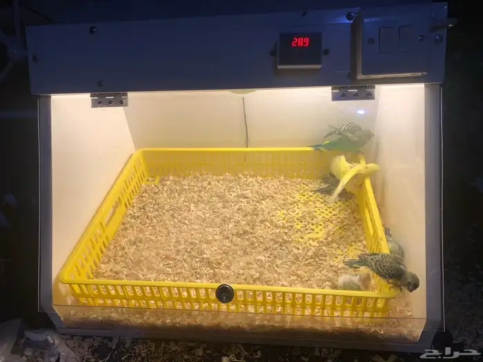 حاضنة طيور الكترونية طيور فروخ زينة(تمم البييع) 1