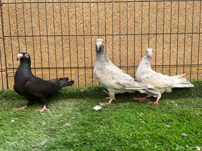 زوج مراسيل بولده 1