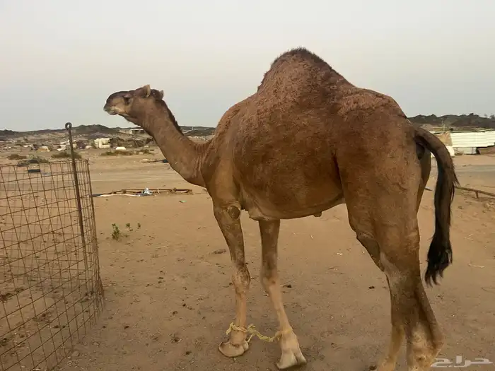 قعود احمر كناني 2