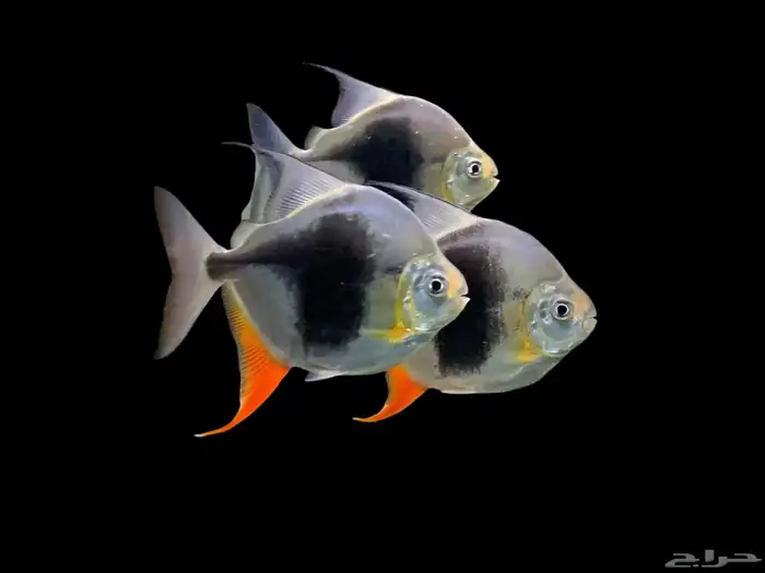 سمك زينه Black berry silver doller 0