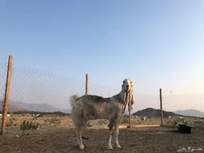 مشالله معزه هولنديه 3