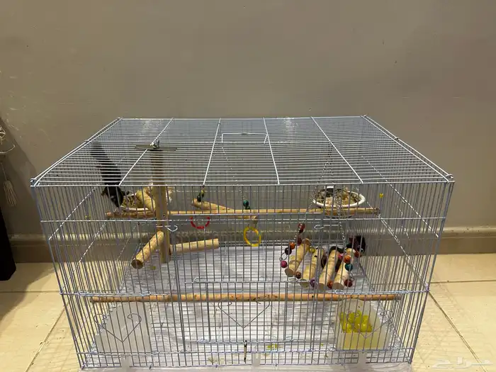 2 صغار لسنجاب طائر (شوقر جلايدر) 4