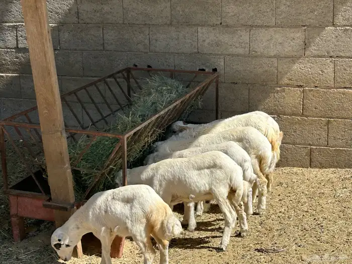 خروفين واربع رخال جذعان مشروطه اكل ونظافه 0