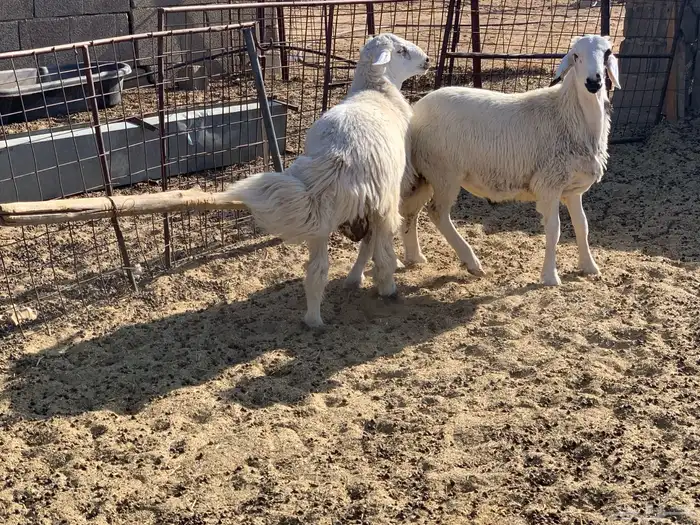 خرفان حريات 4