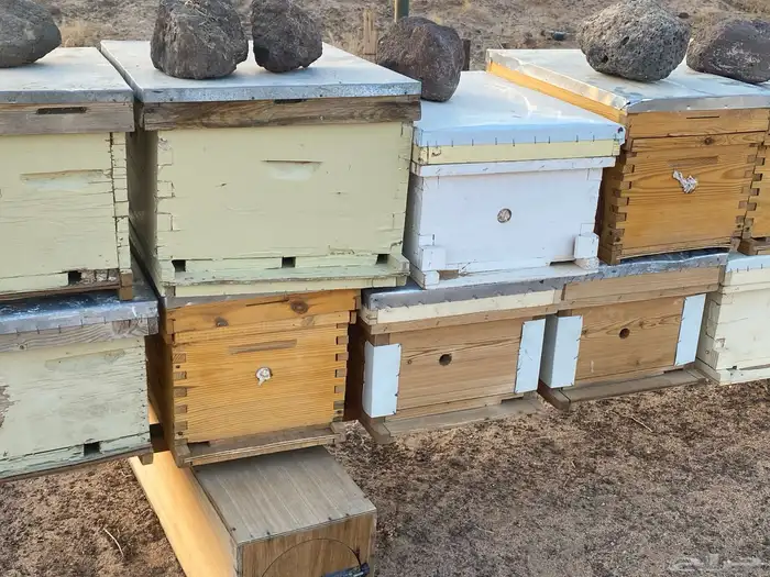 خلايا نحل فاضيه 1