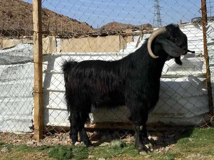 تيس قبرصي صنف اسود فحل فاخر 6