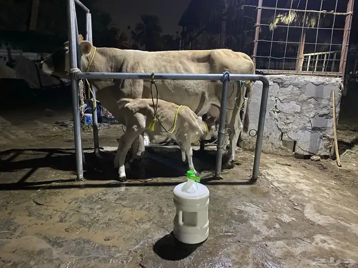 بقرة المانية 1