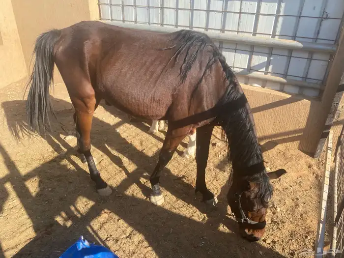 للبيع 2 أحصنه واحد سيسي البيع جمله او تفريد 7