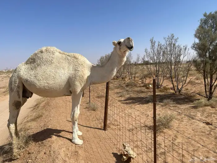 ناقه ضريبه نظيف شبب 2