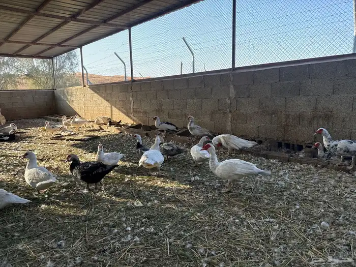 بط مصري بح 3