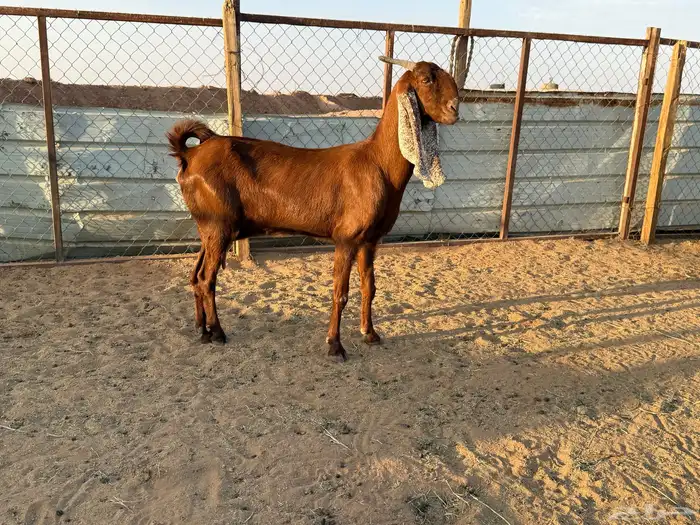 البيع عنز دافع في الخرج 5