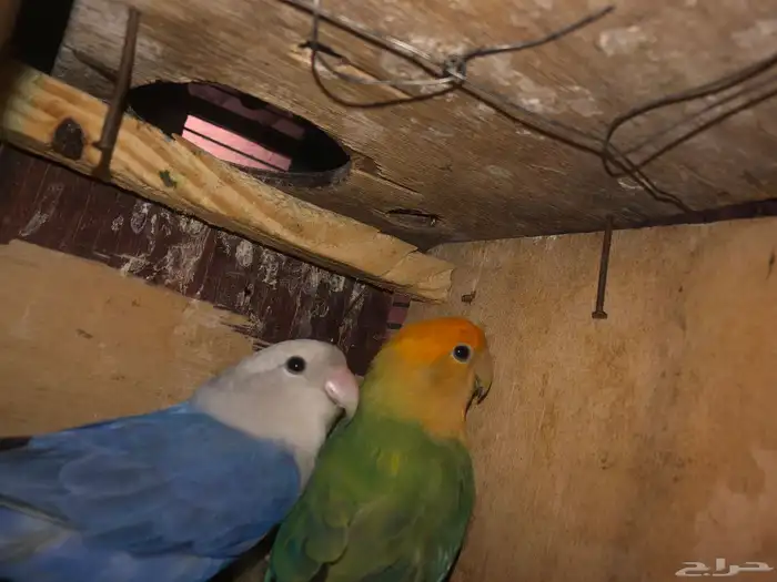 طيور روز للبيع 11