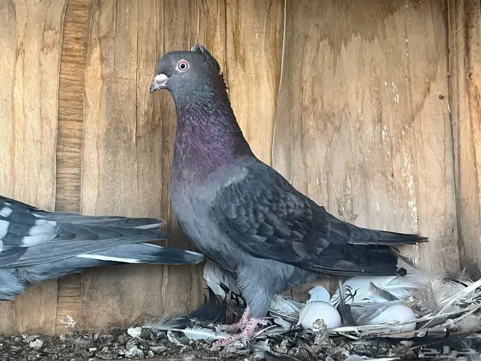 اناثي قطايف 2