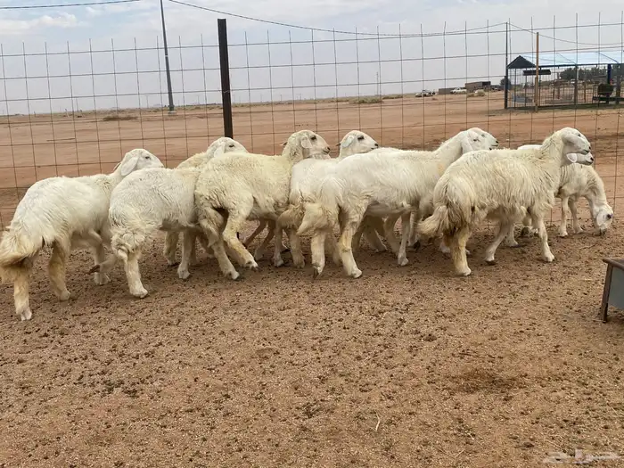 رخال حريات 2