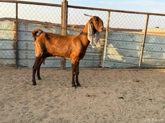 البيع عنز دافع في الخرج 3