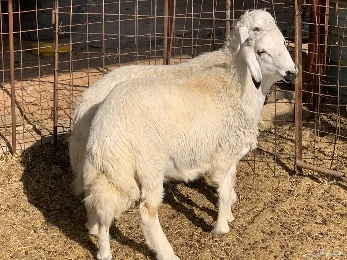 خرفان حريات 1