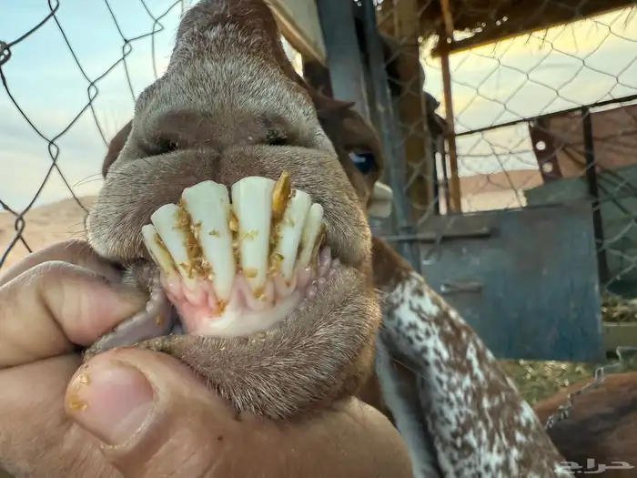 البيع عنز دافع في الخرج 7