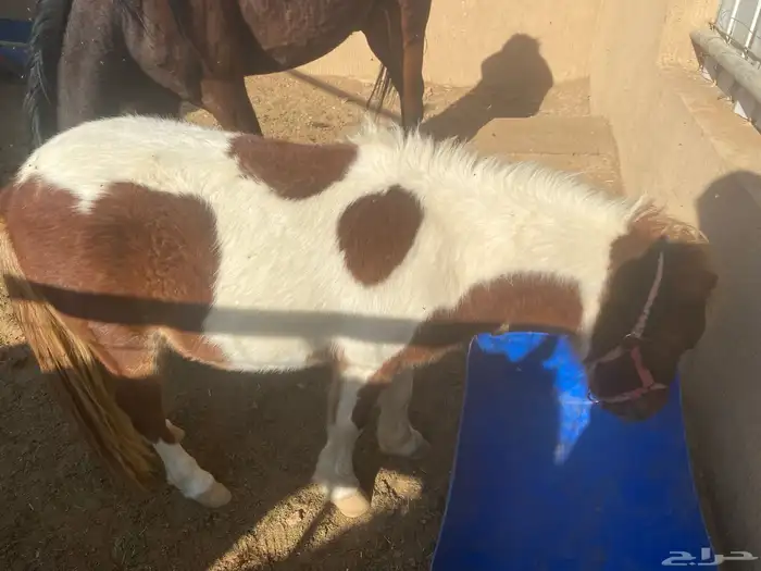 للبيع 2 أحصنه واحد سيسي البيع جمله او تفريد 5