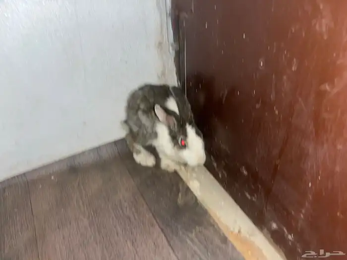 ارناب عفيف 2