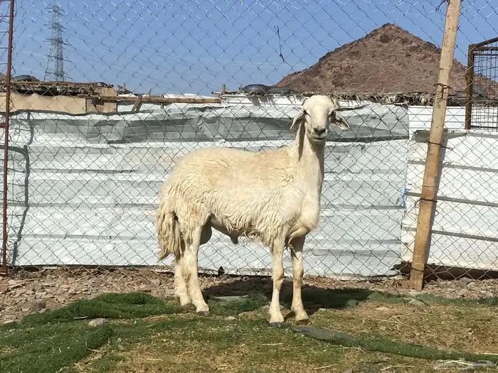 طلي حري فحل جذع مشروط يقشع على الشرط 11