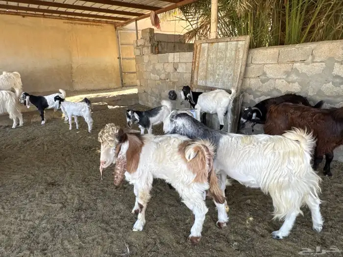 تيوس لبانيةموصلةلثلاجتك مقطع موزعة للبيع ومعزى بالخرج حياكم 4