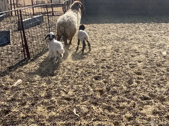 شاة نعيمية والد 0