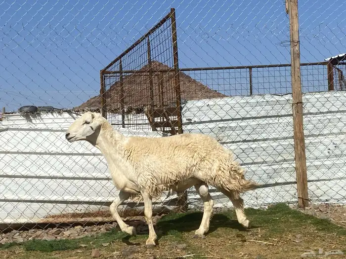 طلي حري فحل جذع مشروط يقشع على الشرط 1