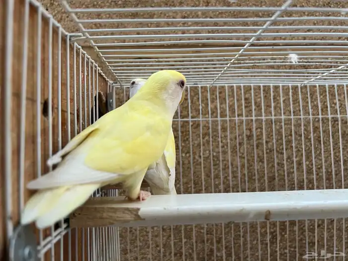 زوج روز أصفر اينو عيون حمراء 1