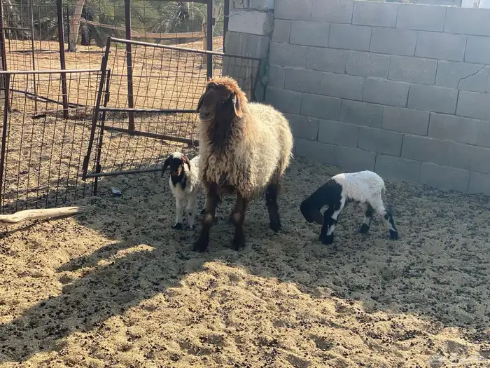 شاة نعيمية والد 2