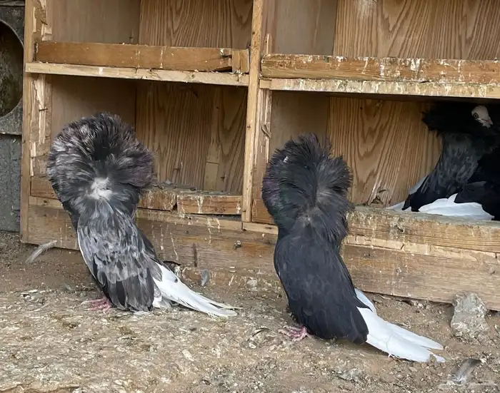 حمام جاكوبين للبيع 4