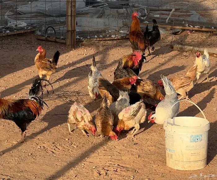 دجاج بلدي بياض 2