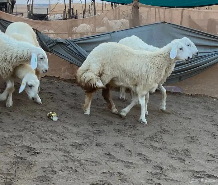 رخال حريات اعمار 6 2