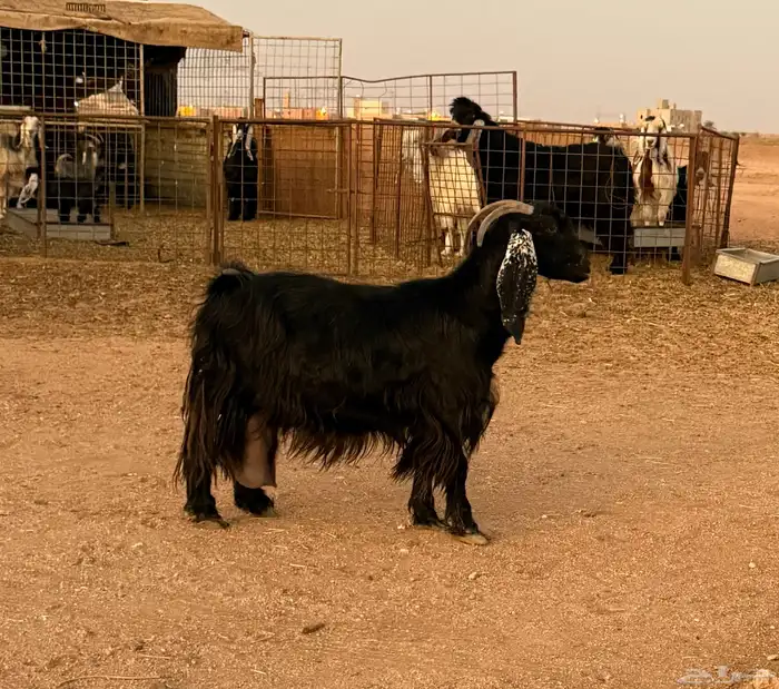 للبيع عنز حليب وافر 0