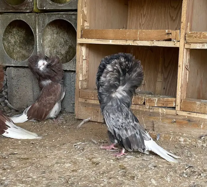 حمام جاكوبين للبيع 3