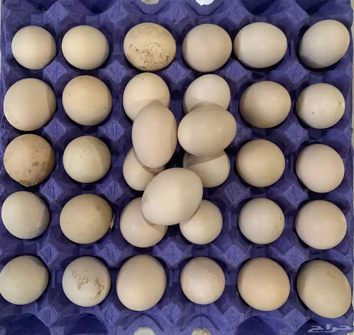 بيض فيومي العدد 33 0