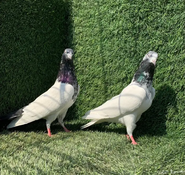 زوج تيدي تم البيع)) 2