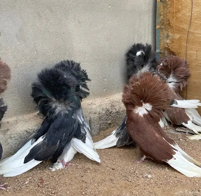 حمام جاكوبين للبيع 0