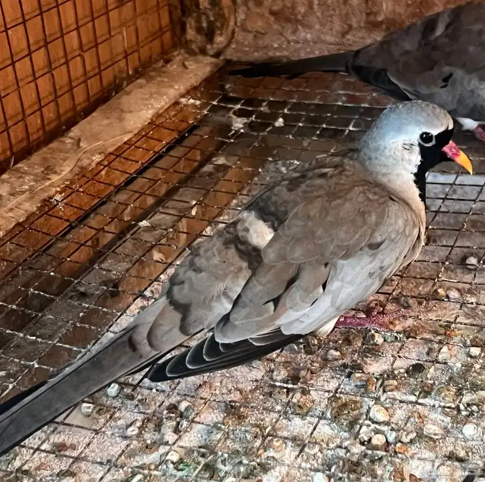 جوز يمام البالوم المقنع طويل الذيل 0