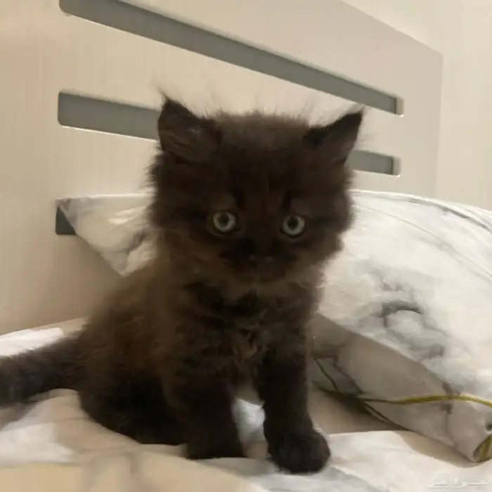 قطتين للبيع ذكر هملايا وأنثى سكوتش شيرازي 8