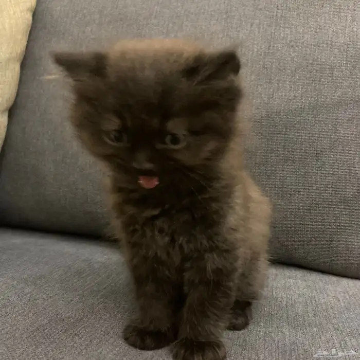 قطتين للبيع ذكر هملايا وأنثى سكوتش شيرازي 1